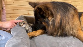 100Pound German Shepherd Takes Care Of His 1 Pound Kitten