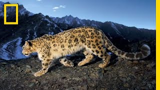 National Geographic Documentary - The Snow Leopard - Wildlife Animals