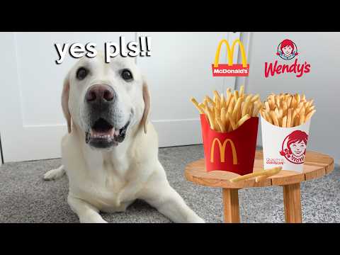 Labrador Taste Tests Mcdonald's & Wendy's Fries!!