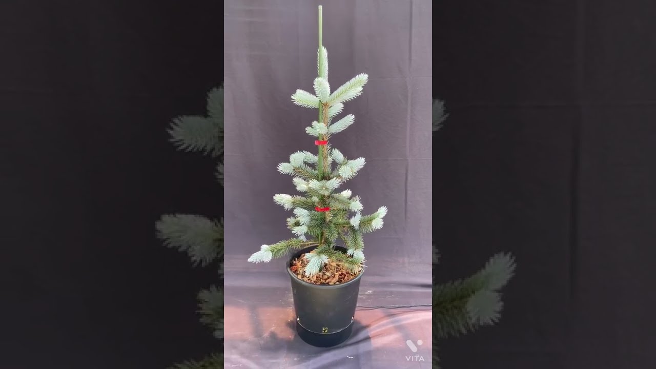 楽天市場】【選べる現品】ピセア・プンゲンストウヒ ホプシー 8