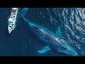 Sonidos de Ballena / Whale Sounds
