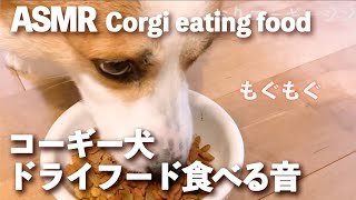 【ASMR】Jin the corgi eating food #ASMR #音フェチ #코기