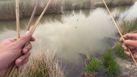 Cắm câu cá lóc một mình mùa nước nổi - Thanh Huy Vlog