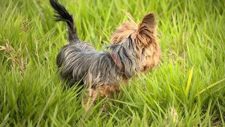 Indoor Activities to Keep Your Yorkie Entertained on Rainy Days PART 1