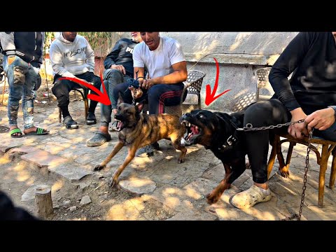 اشتريت كلب جديد من سوق الجمعة ازاي تختار كلب من السوق وميتنصبش عليك