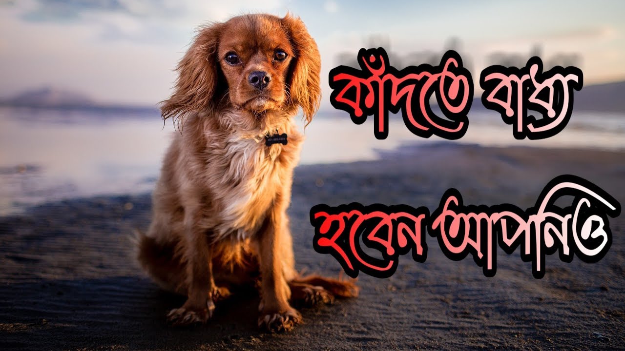 চোখের যত্ন কাঁদতে বাধ্য হবেন আপনিও।।চোখের জল ধরে রাখতে পারবেন না||Animals Have Feelings Too||Try not to cry!