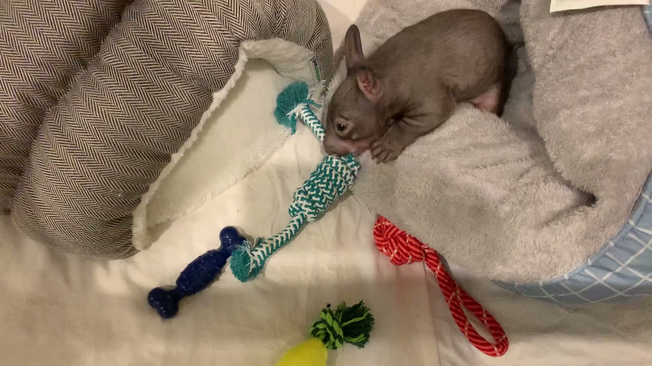 VERY CUTE BABY WOMBATS AND KANGAROO JOEY PLAYING