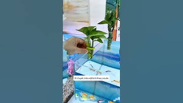 Sử dụng tối ưu chiếc kẹp hình người tí hon cho bể cá #aquatic #shorts