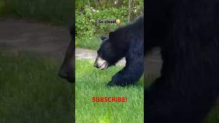 This bear got so close! Scary! #shorts #wildlife #bear