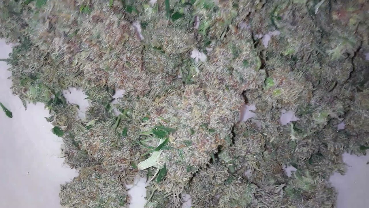 STAR DAWG AUTO FEM DEM NATIVE BOYZ GENETICS