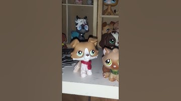 all the main characters in my lps series... idk I got bored #lps #lpsseries