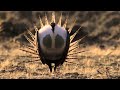 Body-popping sage grouse - Nature's Greatest Dancers: Episode 1 Preview - BBC One