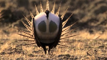 Body-popping sage grouse - Nature