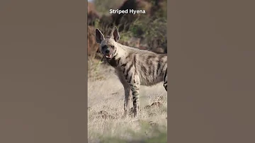 Striped Hyena Hyena Animals Mammals Wildlife Indianwildlife Natgeo Natgeowild 
