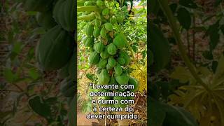 "Levante com determinação"              #durma #certeza #levante #determinação  #cumprido #dever