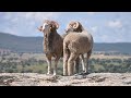 Raza Merina (Asociación Nacional de Criadores de Ganado Merino)