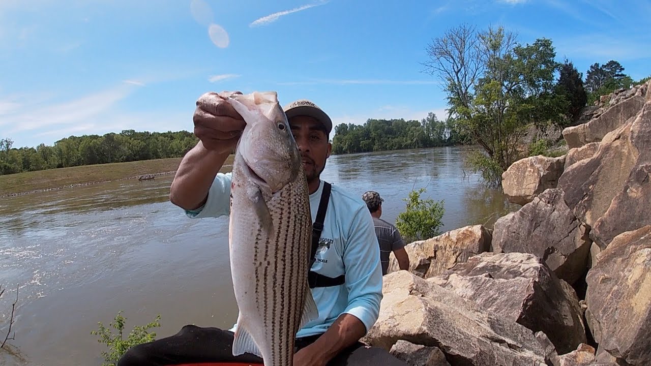 Pesca De Bagres En Arroyos Youtube Pesca De Bagres En Arroyos Youtube