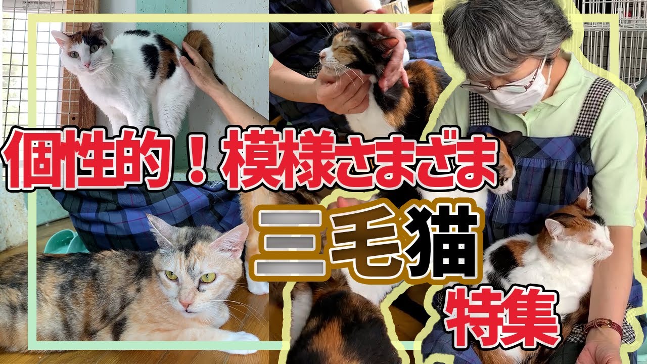 【里親募集中の保護猫】大人の魅力。色も柄もいろいろ!かわいい三毛猫たちを紹介します♪