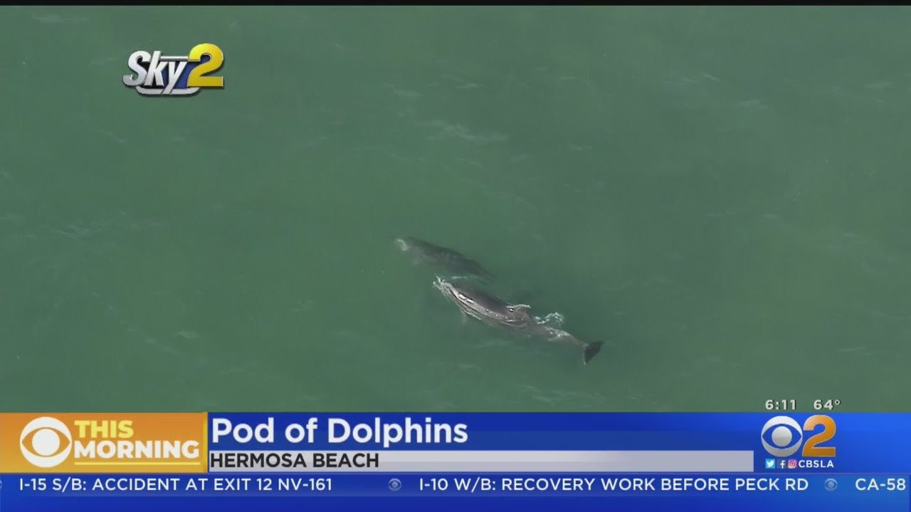 Pod Of Dolphins Spotted Swimming Off Hermosa Beach