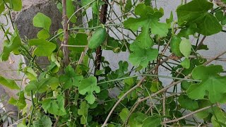 Ivy gourd plant on my terrace