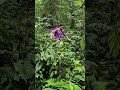 17 year old Lyca harvests wild tubers to sell at the market and makes her own handmade dining table