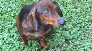 Paralyzed - Pregnant... Abandoned