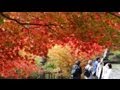 神戸市立森林植物園で紅葉見ごろ の動画、YouTube動画。