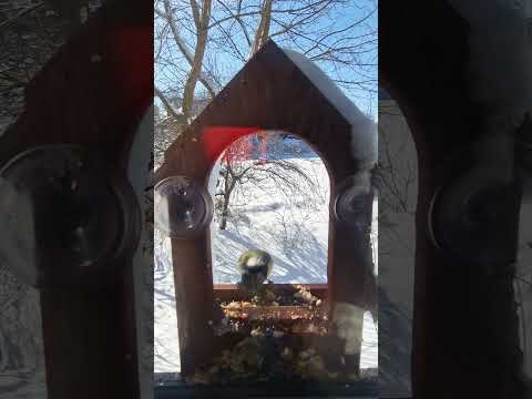 Кормушка для птиц на окно House_for_birds "Балкон" дерево