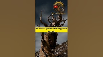 This Tree is Older Than the Pyramids?! Ancient Trees You Won’t Believe Still Exist! #shorts#shortvid