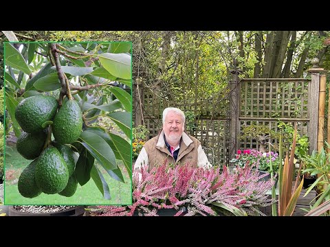 Vidéo: Mon avocatier ne fleurit pas : Que faire quand l'avocatier ne fleurit pas