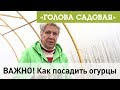 Голова садовая - ВАЖНО! Как посадить огурцы