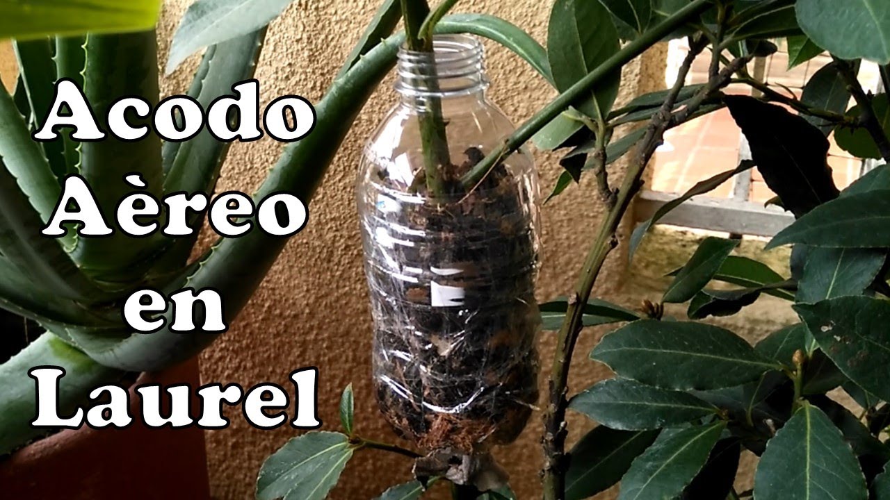 Acodo aèreo en Laurel / Propiedades medicinales del Laurel