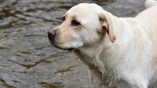 Meet the Guardians of Coastal Birds: Chesapeake Bay Retrievers by Chesapeake Bay Retriever USA 167 views 1 month ago 4 minutes, 55 seconds