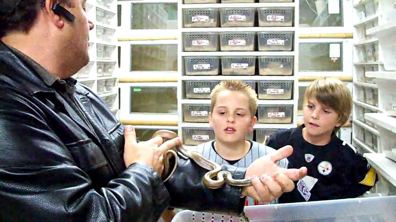 alligators miami Titanium! Plutonium! Spotanium!