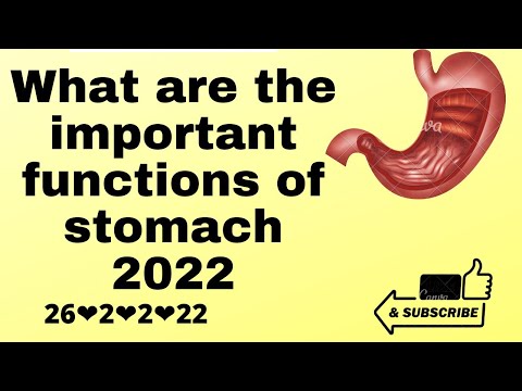 what Are Important Functions Of Stomach 2022