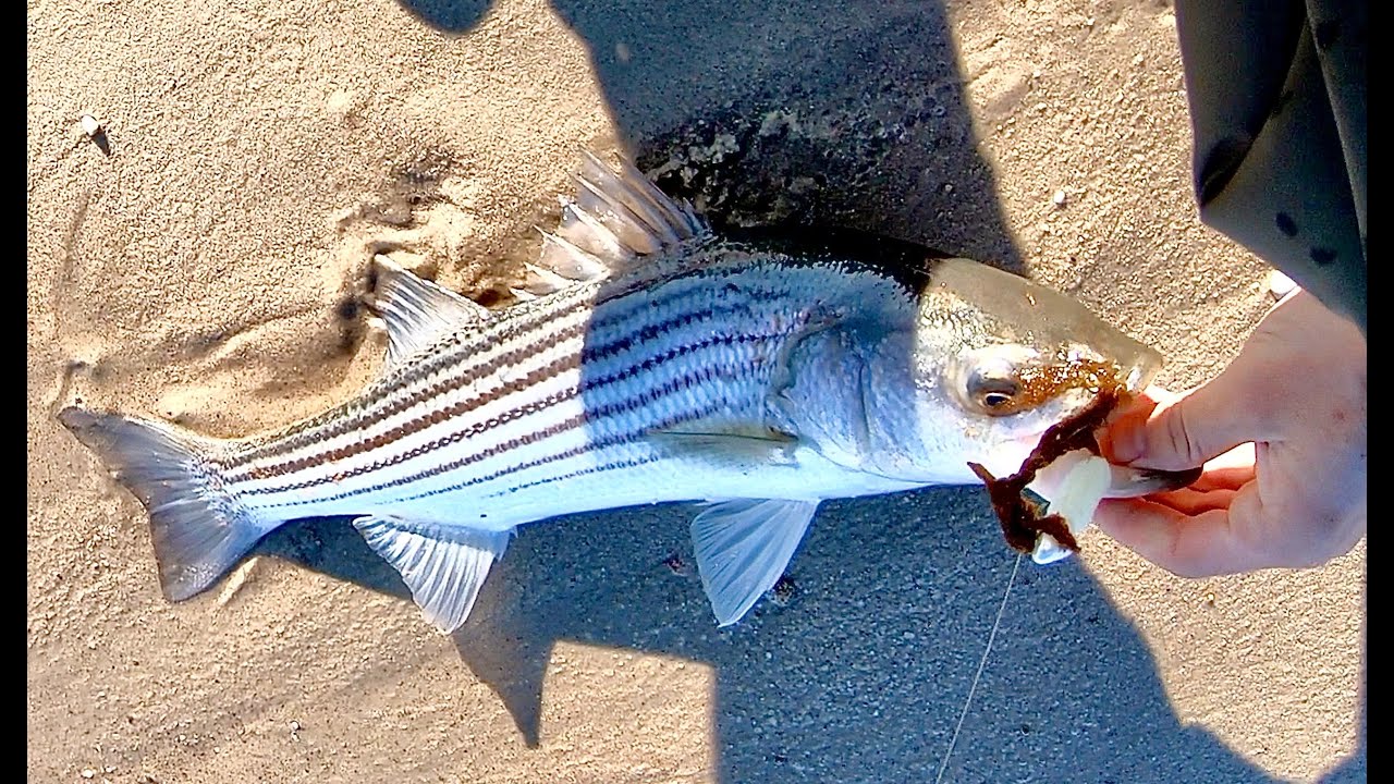 Catching 7 Striped Bass in a row! Nonstop Massachusetts Schoolie Action