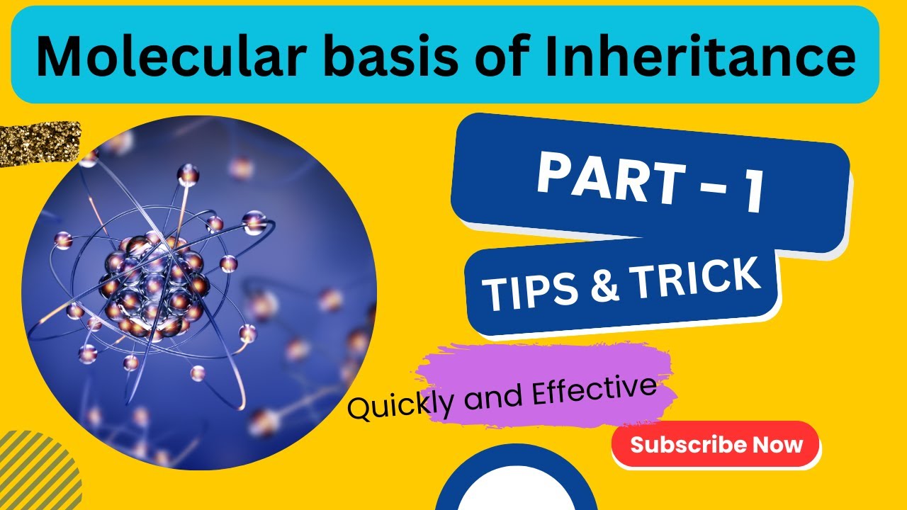 Molecular basis of inheritance | Part 1 Class 12 Biology | NEET | - YouTube