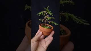 Bonsai ciprés blanco mame