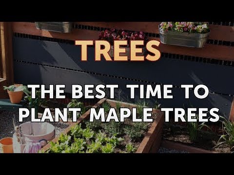 The Best Time to Plant Maple Trees