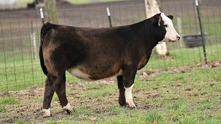 Ruby Cattle: Tag 0H45