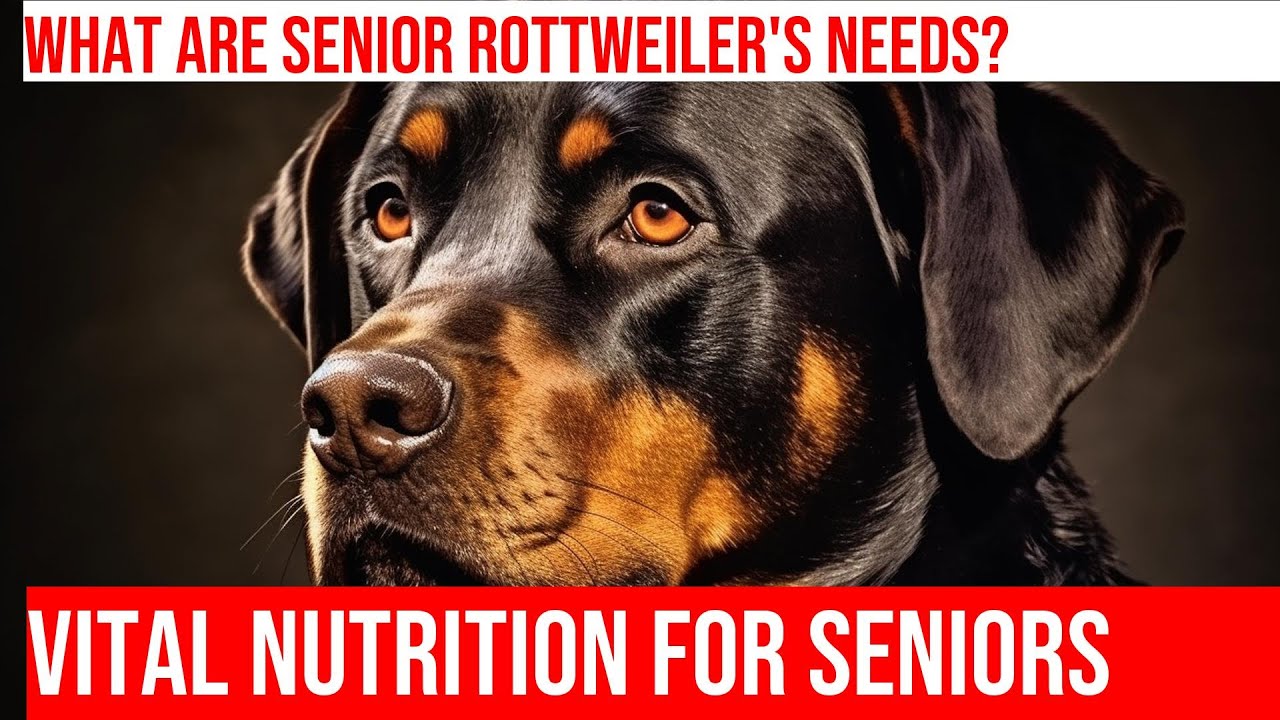 Nutrition Tips for Senior Rottweilers: Helping Your Dog Thrive in Their ...