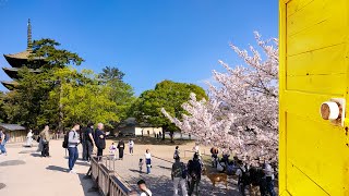 4K Yürümekofuku-Ji - Nara - Japonya 1300 Yıl Önceki Refahı Koruyan Tapınak