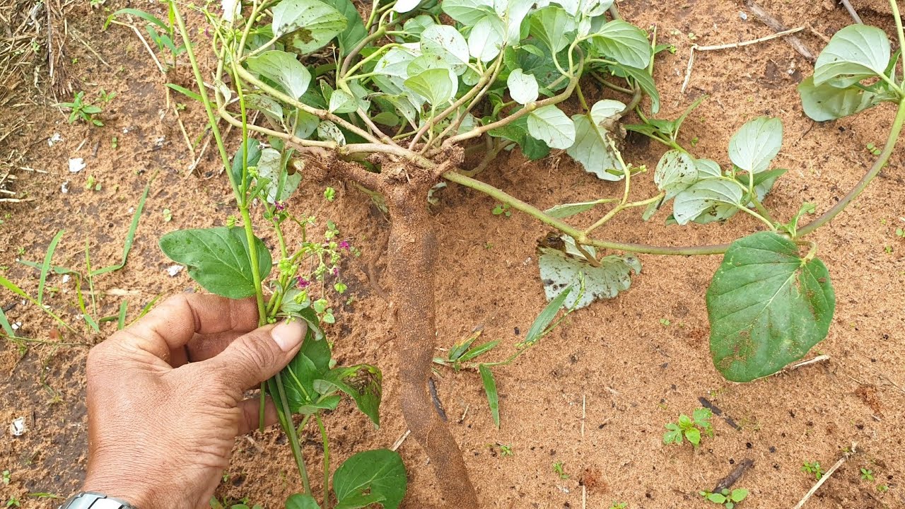 Sâm Quy Bầu Mọc Hoang Rất Nhiều Trong Vườn Nhà Không Ai Biết 