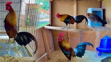 qaib dib qaib qus txuam txoov March 5, 2025