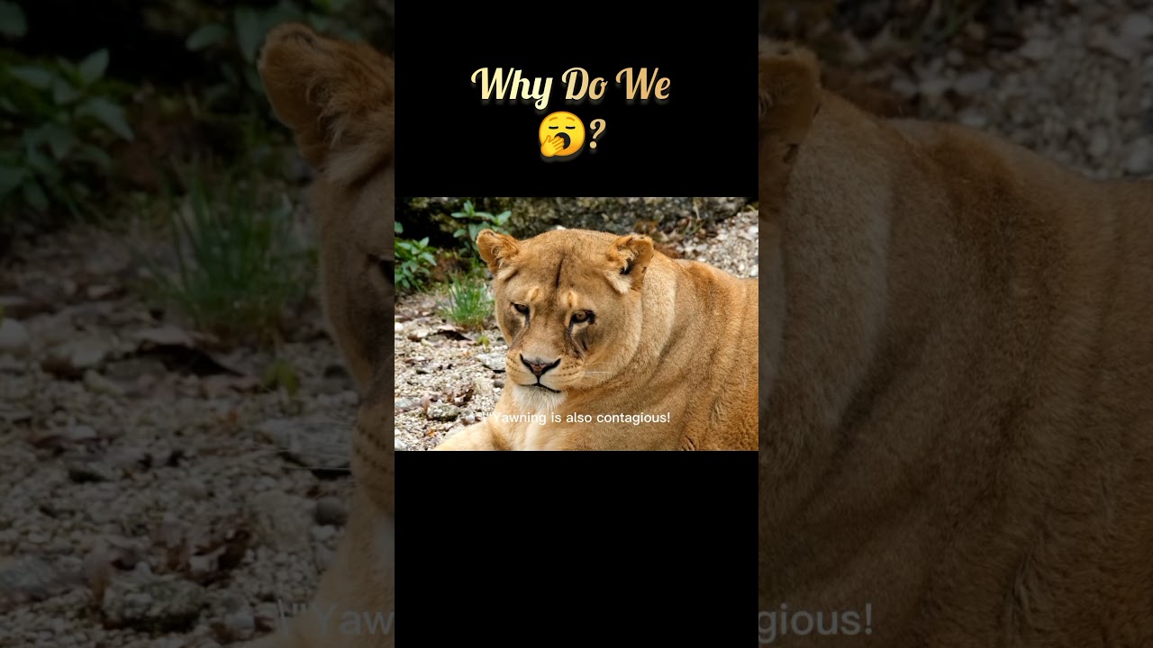 Why Do We Yawn? | Amazing Science Behind Yawning Explained