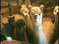 Alpaca Farming, A Dramatic Lifestyle Change