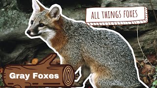 Gray Fox Video | Extraordinary Foxes