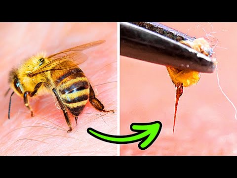 Arılar Neden Sizi Soktuktan Sonra Hayatta Kalamaz (ve Arı, Güve ve Eşekarıları Hakkında Bilgiler)
