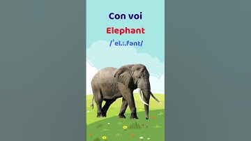 Con Voi - Học từ vựng tiếng Anh