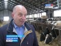 Пензенские фермеры намерены усовершенствовать технологии в молочном животноводстве